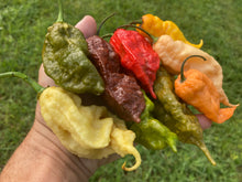 Load image into Gallery viewer, XL White Ghost Scorpion (Jays/T-E) (Pepper Seeds)