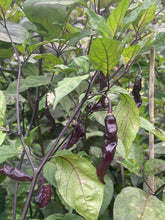 Load image into Gallery viewer, Tiger Murupi Purple Peach (Pepper Seeds)
