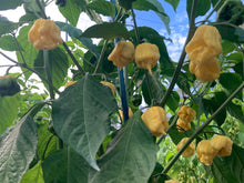 Load image into Gallery viewer, “Creamo” BOC X Primo (Cream) Pepper Seeds