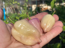 Load image into Gallery viewer, Purple Uprising White (Pepper Seeds)