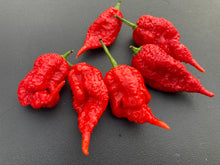 Load image into Gallery viewer, Tiberius Mauler Red (Pepper Seeds)