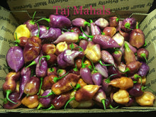 Load image into Gallery viewer, Taj Mahal "Minion Army Mix" (Pepper Seeds)
