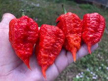 Load image into Gallery viewer, Red Inception (Pepper Seeds)