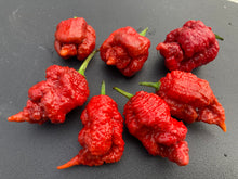 Load image into Gallery viewer, Tiberius Mauler Caramel (Pepper Seeds)
