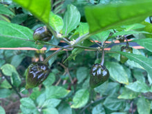 Load image into Gallery viewer, PurpleGum Yellow Bright (Pepper Seeds)