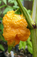 Load image into Gallery viewer, Pseudo Spiral Orange (Pepper Seeds)