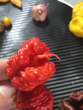 Load image into Gallery viewer, Carolina Reaper Red (Pepper Seeds)