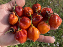 Load image into Gallery viewer, Purplegum Orange Bright (Pepper Seeds)