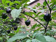 Load image into Gallery viewer, Purplegum Orange Bright (Pepper Seeds)