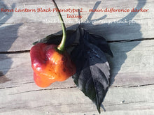 Load image into Gallery viewer, Roxa Lantern (Pepper Seeds)