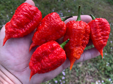 Load image into Gallery viewer, Red Inception (Pepper Seeds)