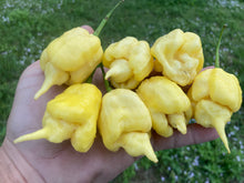 Load image into Gallery viewer, White Ghost Scorpion Mix (Bumpy, XL, & Meringue) (Pepper Seeds)