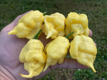 Load image into Gallery viewer, White Ghost Scorpion Mix (Bumpy, XL, & Meringue) (Pepper Seeds)