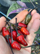Load image into Gallery viewer, Trixster Polychrome Mix (Pepper Seeds)