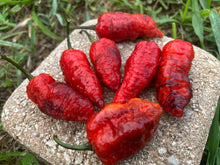 Load image into Gallery viewer, Primo Noir (Blushed) (Pepper Seeds)