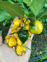 Load image into Gallery viewer, PurpleGum Yellow Bright (Pepper Seeds)