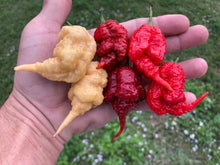 Load image into Gallery viewer, Tiberius Mauler Peach (Pepper Seeds)