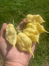 Load image into Gallery viewer, XL White Ghost Scorpion (Jays/T-E) (Pepper Seeds)