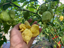 Load image into Gallery viewer, White Ghost Scorpion Mix (Bumpy, XL, & Meringue) (Pepper Seeds)