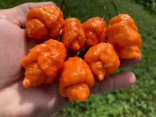 Load image into Gallery viewer, “Repo Mang” (BOC X Reaper OG3) (Pepper Seeds)