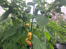 Load image into Gallery viewer, “Creamo” BOC X Primo (Cream) Pepper Seeds