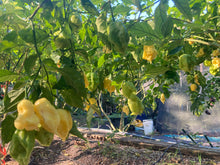 Load image into Gallery viewer, White Ghost Scorpion Mix (Bumpy, XL, & Meringue) (Pepper Seeds)