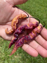 Load image into Gallery viewer, Tiger Murupi Purple Peach (Pepper Seeds)