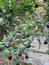 Load image into Gallery viewer, Purplegum Orange Bright (Pepper Seeds)