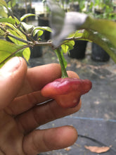 Load image into Gallery viewer, Roxa Lantern (T-E Mix)(Pepper Seeds)