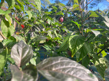 Load image into Gallery viewer, Voltron (T-E)(Pepper Seeds)