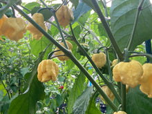 Load image into Gallery viewer, “Creamo” BOC X Primo (Cream) Pepper Seeds