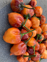 Load image into Gallery viewer, Purplegum Orange Bright (Pepper Seeds)