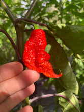 Load image into Gallery viewer, Primo Noir (Stinger Select) (Pepper Seeds)