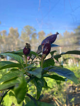 Load image into Gallery viewer, Purple Uprising White (Pepper Seeds)