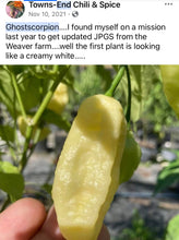 Load image into Gallery viewer, XL White Ghost Scorpion (Jays/T-E) (Pepper Seeds)