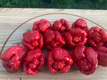 Load image into Gallery viewer, Trinidad Moruga Scorpion (Original)(Pepper Seeds)