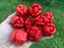 Load image into Gallery viewer, Trinidad Moruga Scorpion (Original)(Pepper Seeds)