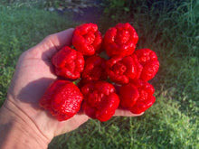 Load image into Gallery viewer, Trinidad Moruga Scorpion (Original)(Pepper Seeds)