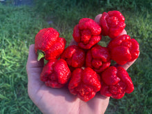 Load image into Gallery viewer, Trinidad Moruga Scorpion (Original)(Pepper Seeds)