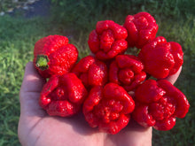 Load image into Gallery viewer, Trinidad Moruga Scorpion (Original)(Pepper Seeds)