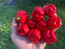 Load image into Gallery viewer, Trinidad Moruga Scorpion (Original)(Pepper Seeds)