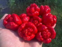 Load image into Gallery viewer, Trinidad Moruga Scorpion (Original)(Pepper Seeds)