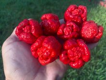 Load image into Gallery viewer, Trinidad Moruga Scorpion (Original)(Pepper Seeds)
