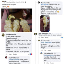 Load image into Gallery viewer, White Ghost Scorpion (Jays/T-E) (Pepper Seeds)