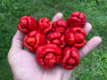Load image into Gallery viewer, Trinidad Moruga Scorpion (Original)(Pepper Seeds)