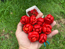 Load image into Gallery viewer, Trinidad Moruga Scorpion (Original)(Pepper Seeds)