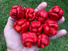 Load image into Gallery viewer, Trinidad Moruga Scorpion (Original)(Pepper Seeds)
