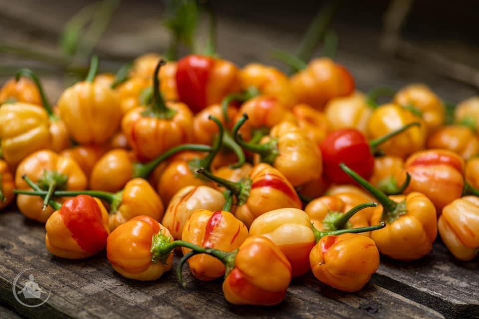 Peppapeach Stripey (Pepper Seeds) – Towns-End Chili & Spice