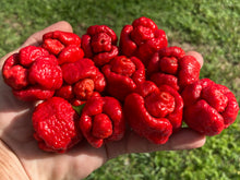 Load image into Gallery viewer, Trinidad Moruga Scorpion (Original)(Pepper Seeds)
