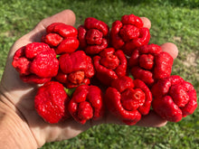 Load image into Gallery viewer, Trinidad Moruga Scorpion (Original)(Pepper Seeds)